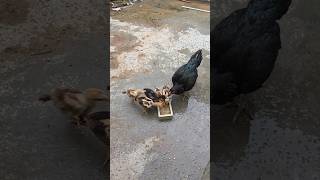 mini vlog ll pets lover ll shorts ll #birds #minivlog #shorts #shortvideo #viral