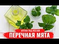 Аптека под ногами. Перечная мята