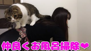 ママのお風呂掃除を見守る猫【スコティッシュフォールド】【Scottish Fold】