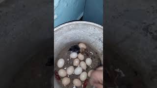 Riya Kiss The Small Chicken