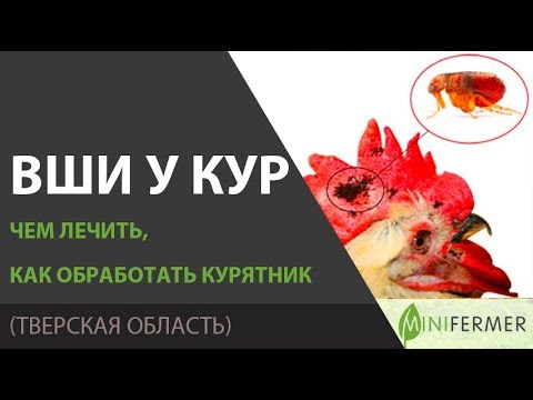 ВШИ У КУР - КАК ВЫВЕСТИ? Препараты, обработка курятника от вшей, клопов, пероедов.