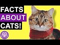 Fun Facts About Different Cat Breeds!