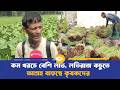 কম খরচে বেশি লাভ, লতিরাজ কচুতে আগ্রহ বাড়ছে কৃষকদের | Kochu | Dhaka Journal