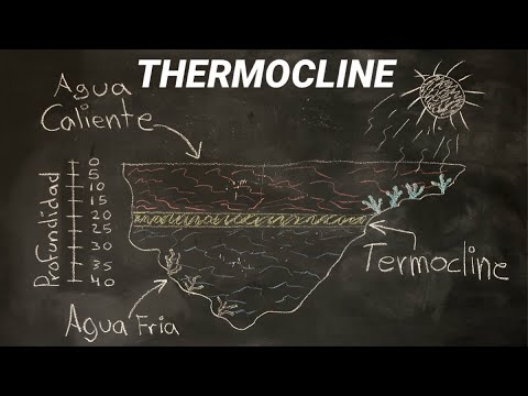 Vídeo: A quina profunditat té la termoclina?