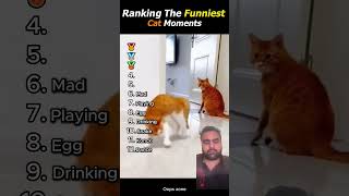 Funny cat moment 🐈 #funny #viral #challenge #whowillbemylifepartnerta #comedyshorts #germany