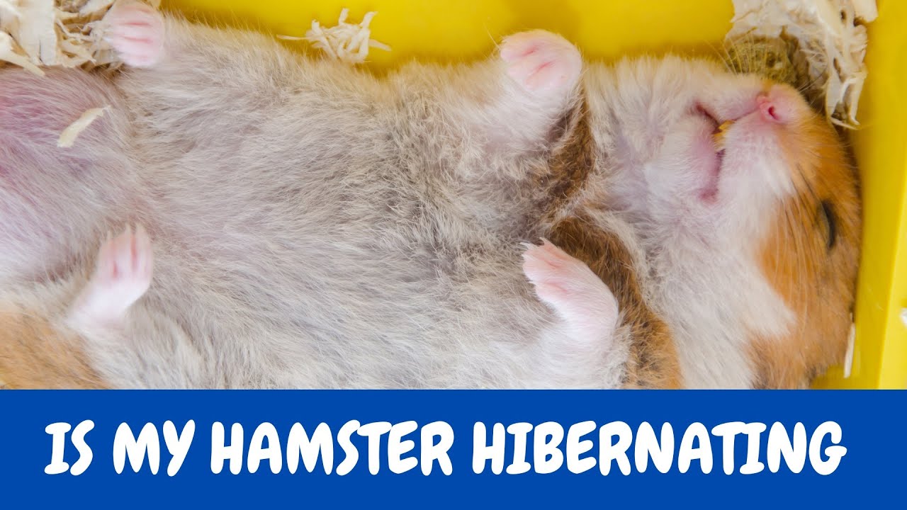 How Do I Know If My Hamster Is Hibernating YouTube how-do-i-know-if-my-hamster-is-hibernating-youtube