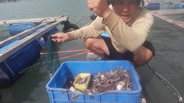 Bí quyết câu cá hanh (tráp)  cực kì hiệu quả