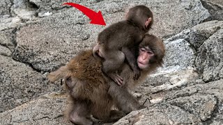 Punch Update Today: A Little Baby Monkey Runs Up To Him And He Does Something Totally Unexpected!