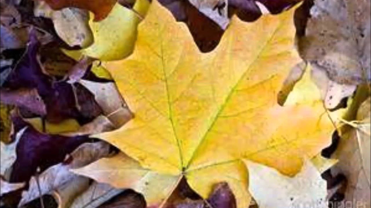 Scott Joplin- Maple Leaf Rag- Marco Fumo, Piano