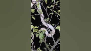 hổ mang ngủ trên cây #cobra #snake