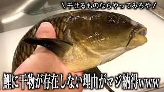 コイに干物が存在しない理由が一発でわかる動画