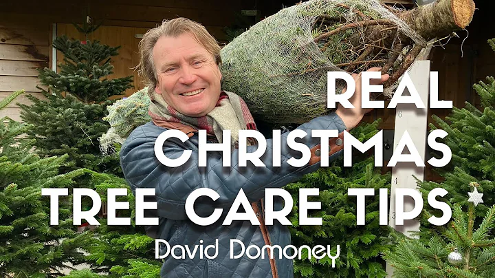 Christmas Tree Won't Last? Do This #christmastree #tips