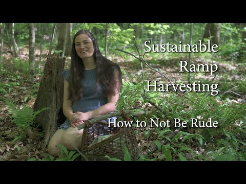 Ramp Harvesting - How and Why to Sustainably Forage for Wild Leeks (aka Dont Be Rude)