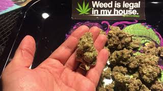ZOOKIES weed strain