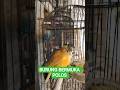 #sindanghayu #burung #martinbirdshop #shortvideos #viralvideos