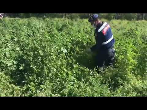 Video: İtlər Hündür Ola Bilərmi? Esrarın İtlərə Təhlükəli Təsiri