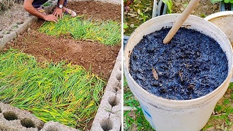 Enrich Soil for 1000 Years! (Zero Cost Ancient Method Made My Garden EXPLODE!)