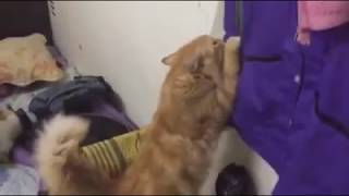 This Men's Room is Filled With a Fluffy Cat by Animal Studio 8 views 6 years ago 34 seconds