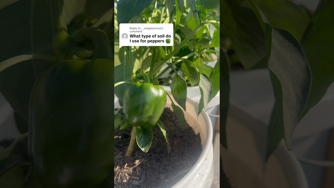 What soil mixture to use for Bell Peppers #gardening #peppers #plants