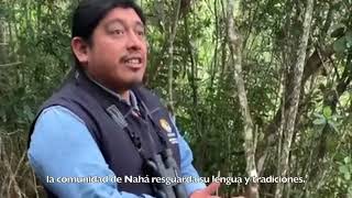 Nahá, “casa del agua” en maya lacandón, es una de las Áreas Naturales Protegidas que preserva