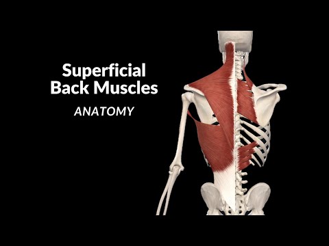 Superficial Back Muscles (Division, Origin, Insertion, Function)