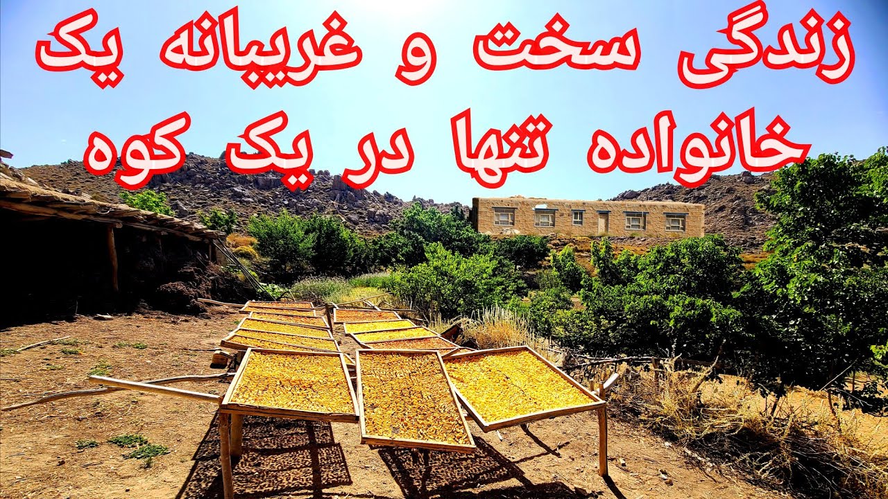 چرا این خانواده تنها در این کوه زندگی میکند