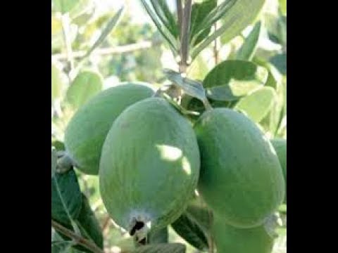 Video: 7 Manfaat Kesehatan Dari Feijoa