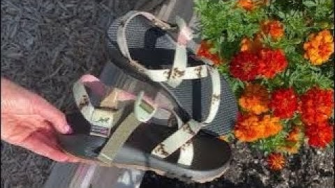 Chaco Footwear Customized Dog Z/Sandals