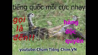 tiếng chim quốc mồi chuẩn nhất Việt Nam bổi không thể ccưỡng lại