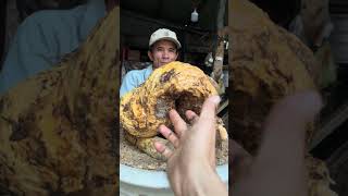 Gl ae siêu phẩm củ duối u bướu vanh 100 cao 24 ae hợp gu lh 0374167958 #bonsai