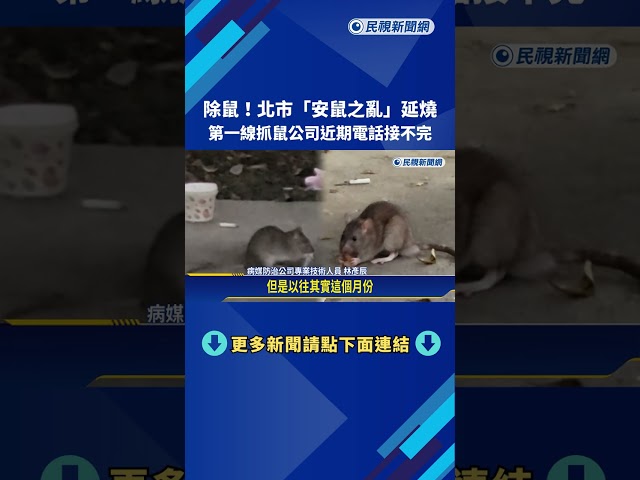 除鼠! 北市"安鼠之亂"延燒 抓鼠公司電話接到手軟－民視新聞