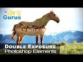 Photoshop Elements Double Exposure Effect : How to Merge Photos Tutorial