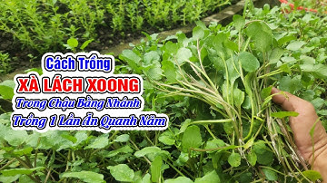 Cách trồng xà lách xoong trong chậu không cần nước