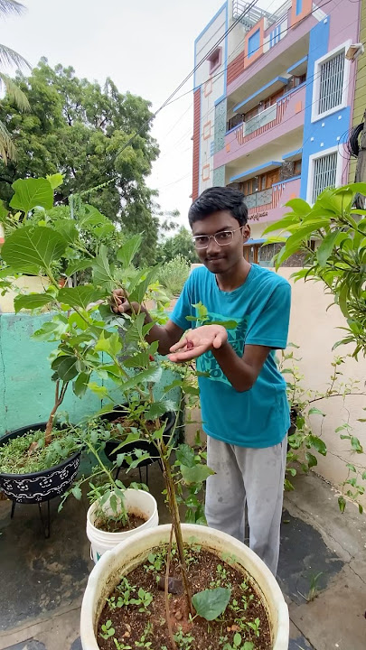 First harvest of mulberries 🫐
