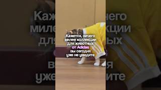 Кажется, ничего милее коллекции для животных от Adidas вы сегодня уже не увидите