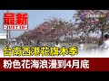 台南西港花旗木季 粉色花海浪漫到4月底【最新快訊】