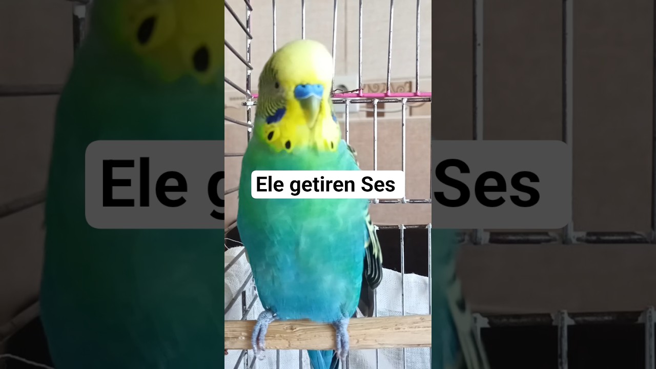 Çağırma sesi Muhabbet kuşu #birds #budgies #talkingparot #parakeet #parrot #vogel #cute #pets
