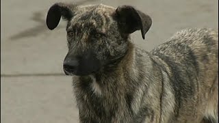 В Красноярске продолжают убивать бездомных собак В Красноярске продолжают убивать бездомных собак