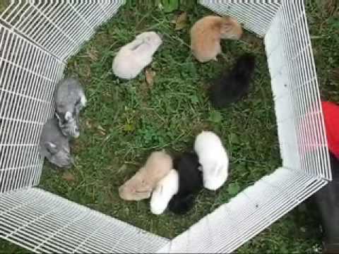 baby english angora rabbits youtube