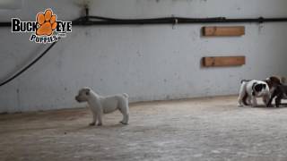 English Bulldog Puppies