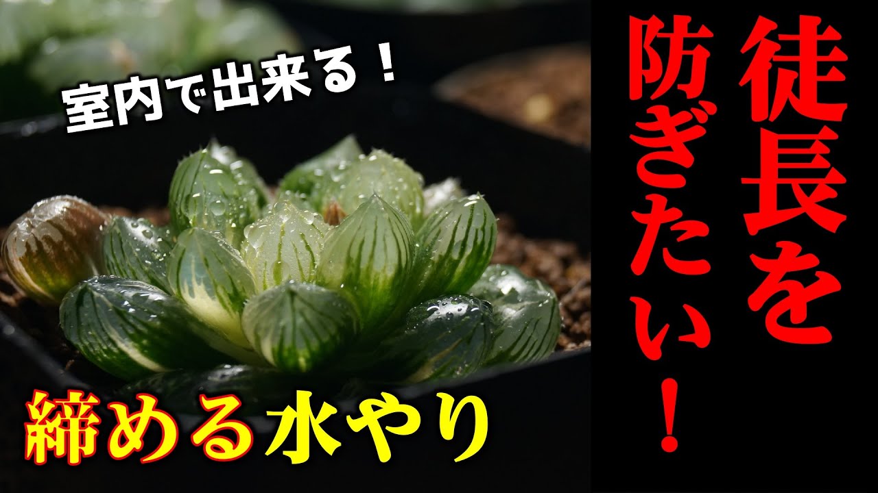 【目からウロコ！】ハオルチアの徒長させない水やり方法【多肉植物の育て方】【観葉植物の常識】