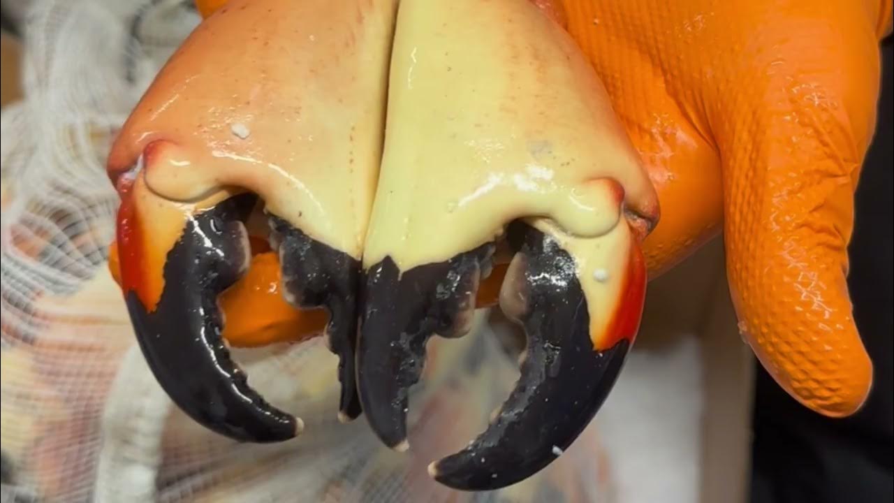 Florida Stone Crab Season YouTube
