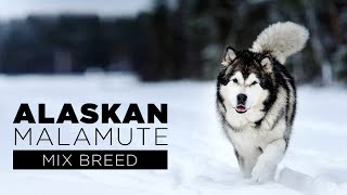 Alaskan Malamute Mix Breed Alaskan Malamute Hybrid Breed Animal On Planet