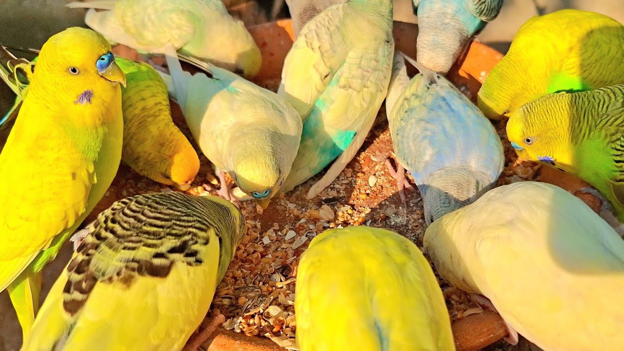yellow bird is very cute. budgies singing and eating delicious breakfast. 