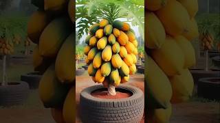 Japanese Papaya Farming & Fruits Or Natural Vegetables