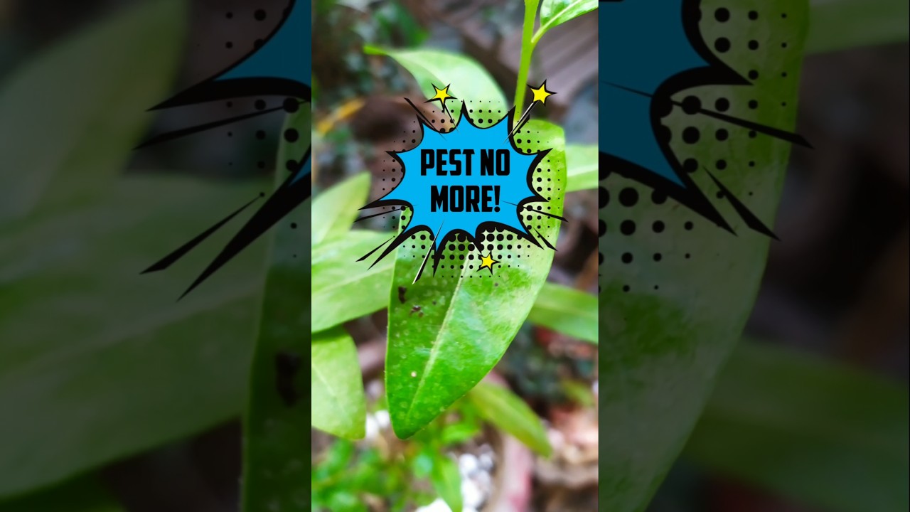 MY SECRET FORMULA TO CONTROL PEST | TRY IT YOURSELF AND SEE THE RESULTS