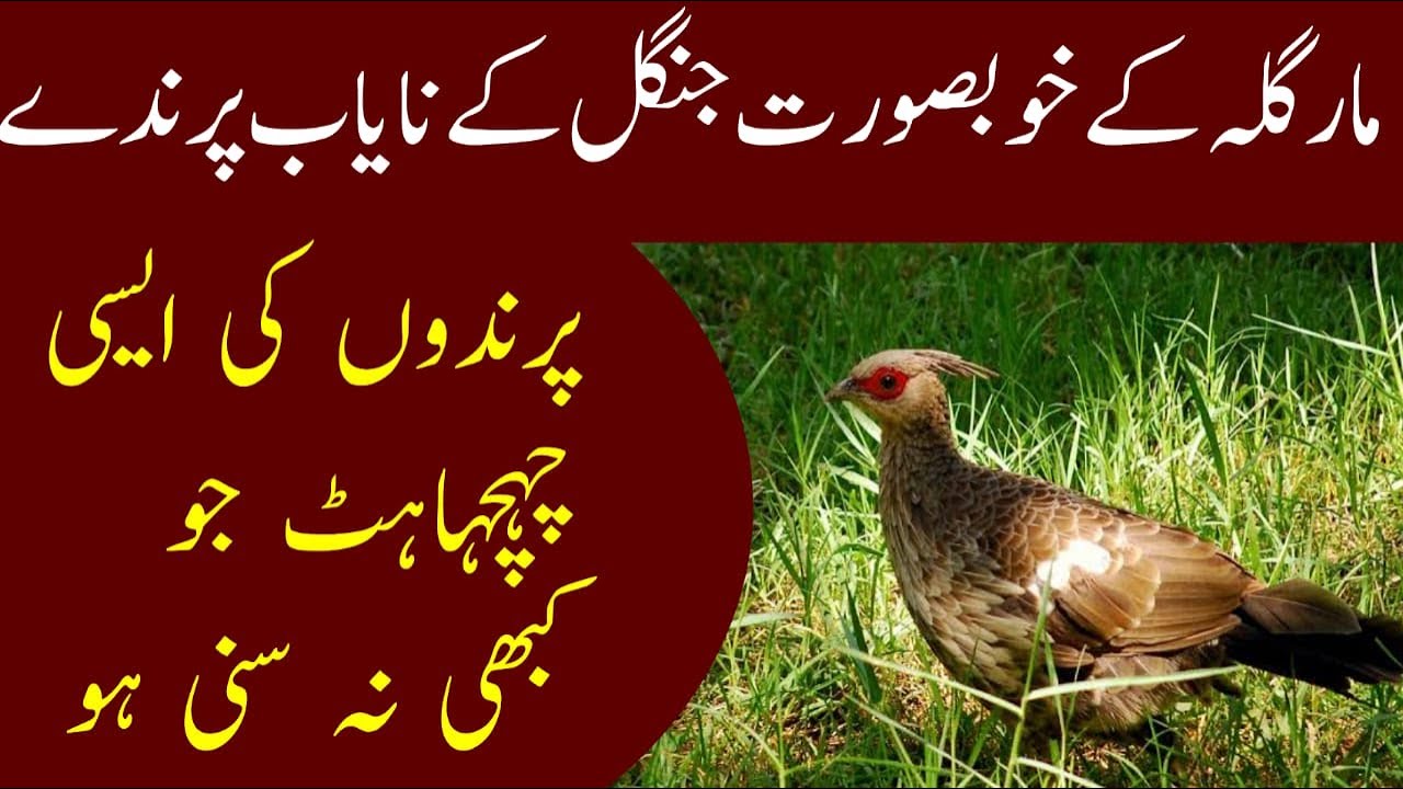 Beautiful Specious Birds Sound Bite | Margalla Forest | No Copyright Video | Khabarwalay