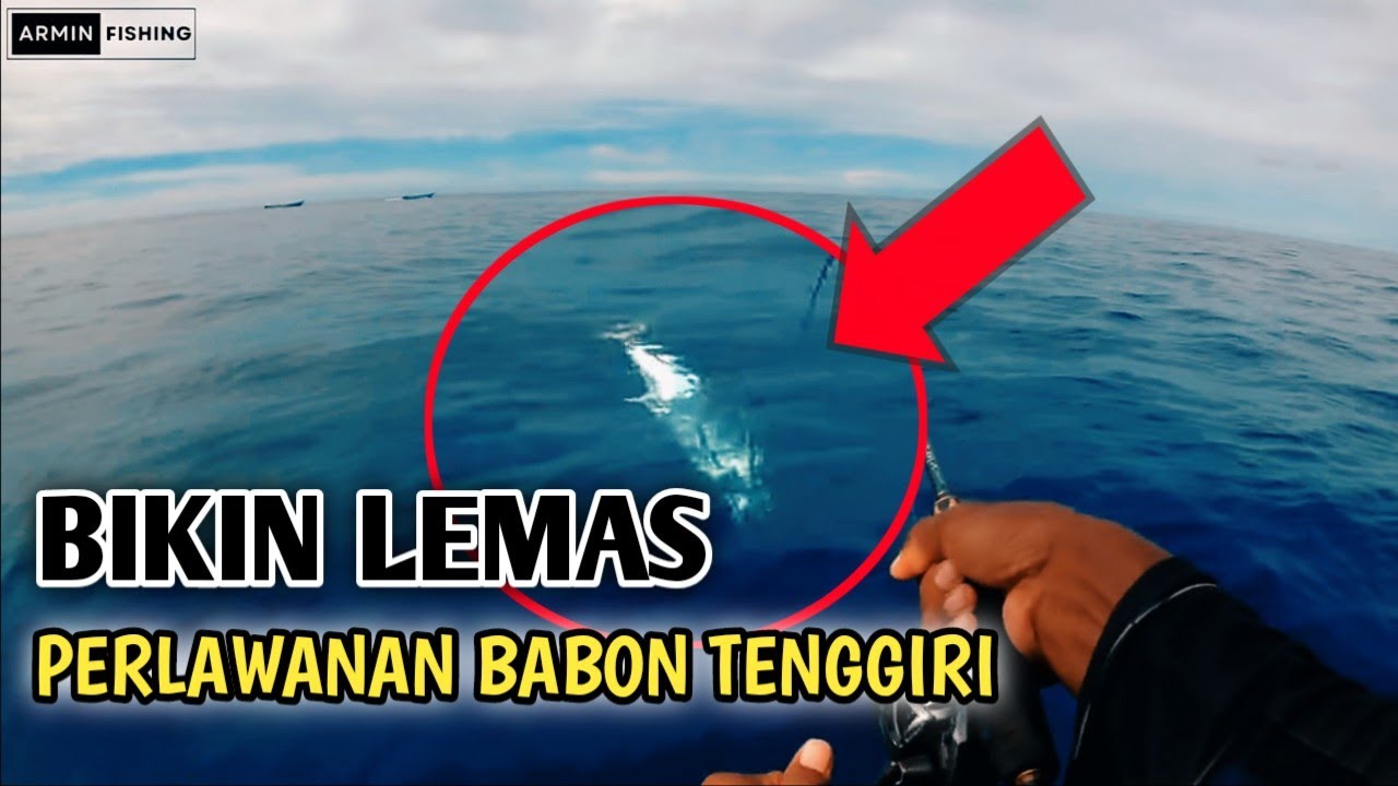 Mancing Tenggiri Menggunakan Umpan Hidup Dihajar Babon-Babon Tenggiri || Mackerel Hunt ||