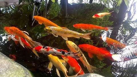 Suối Cá Koi Nhiều Màu Sắc Trong Sân Vườn