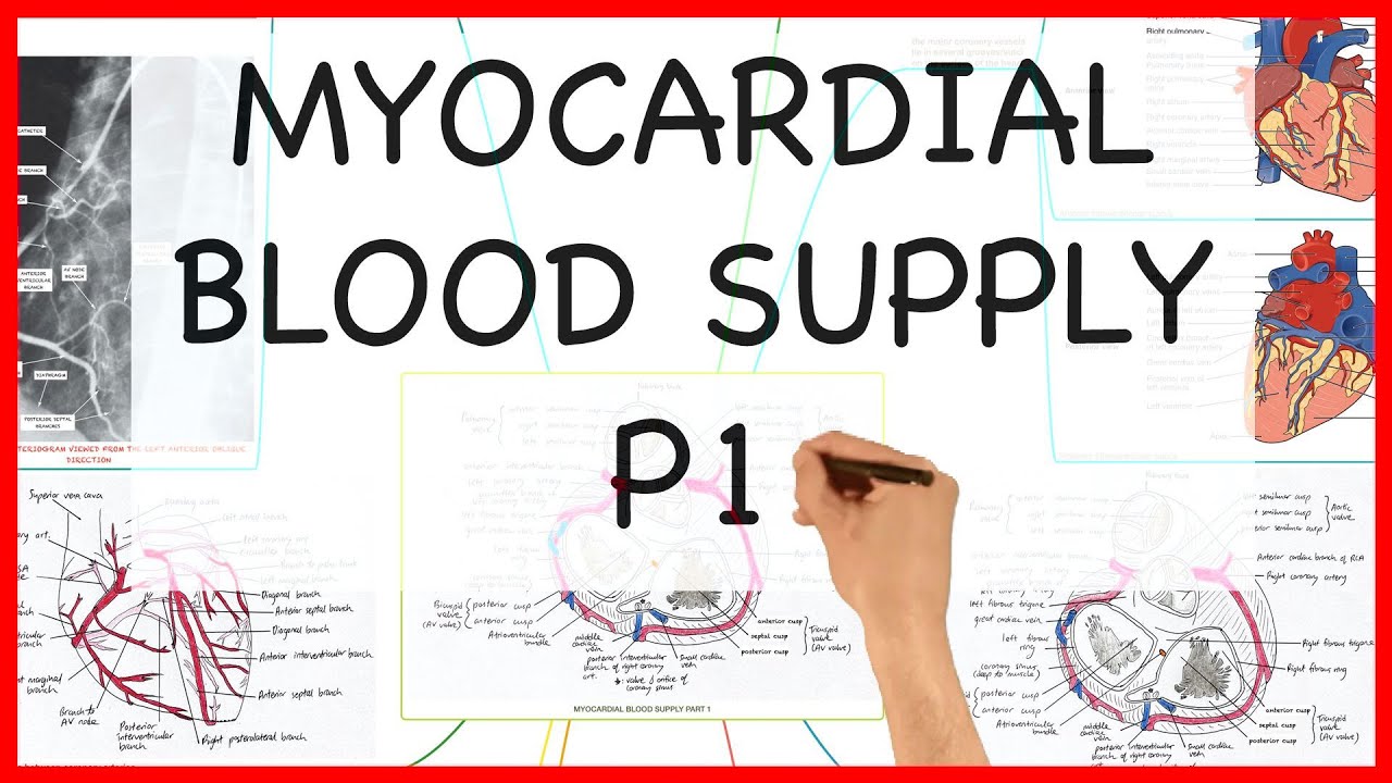 MYOCARDIAL BLOOD SUPPLY PART 1- ANATOMY SERIES - YouTube